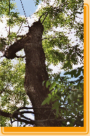 Alte Verbolzung und Kronensicherung im Hintergrund Sophor Stuttgart von Unten